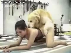 Attempting a dog's wang, Asian honey